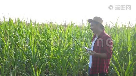 智慧农业概念。 男人慢动作视频农艺师在玉米地里拿着平板电脑触摸电脑是生活方式视频