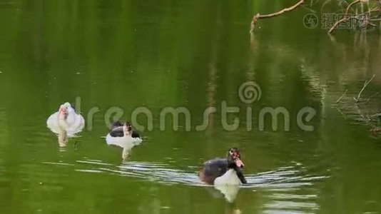白鸭和黑鸭在池塘里游泳视频