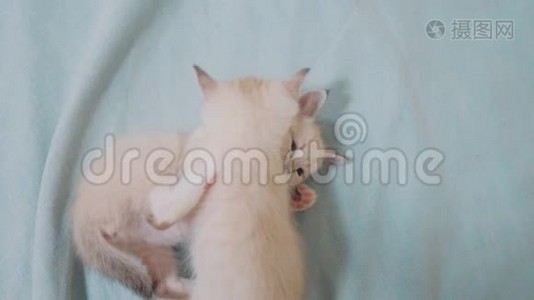 两只小白猫在床上玩打架的搞笑视频.. 白猫两只小猫睡觉咬人视频