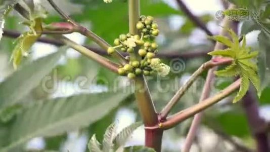 有花的蓖麻油植物视频