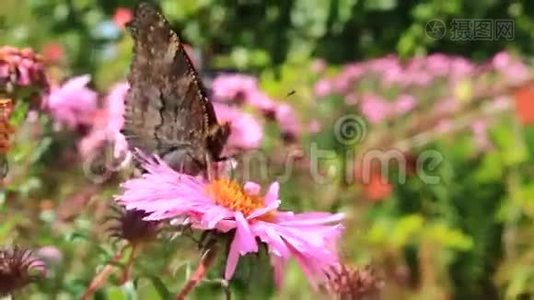 蜜蜂坐在星号上采集花蜜视频