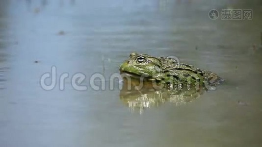 非洲巨型牛蛙呼叫视频