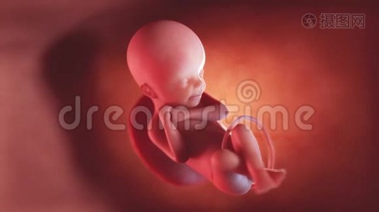 人类胎儿第24周视频