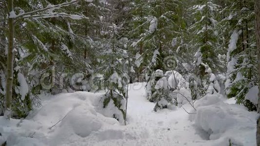 背包客在冬季森林徒步旅行视频