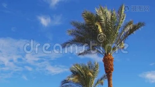 棕榈树对抗蓝天。 夏季背景视频