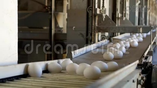 生产的鸡蛋、家禽、鸡蛋经过输送机进一步分拣、特写、出厂视频