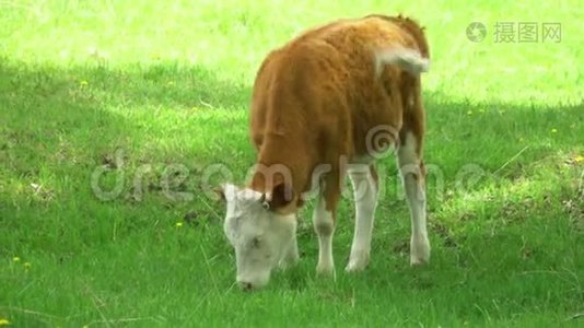母牛走在绿草上。 山地景观。视频