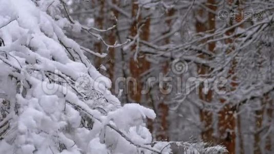 冬天的松林，有白雪覆盖的树枝，圣诞树。 慢动作视频