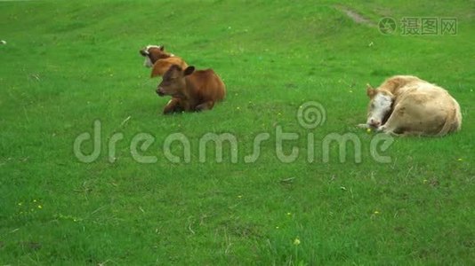 母牛走在绿草上。 山地景观。视频