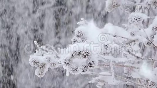 冬天在森林里下雪。 雪覆盖的树枝在风中摇摆视频