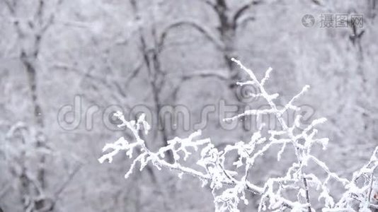 冬天在森林里下雪。 雪覆盖的树枝在风中摇摆视频