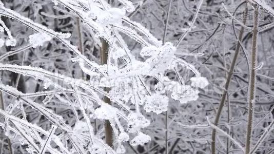 冬天在森林里下雪。 雪覆盖的树枝在风中摇摆视频