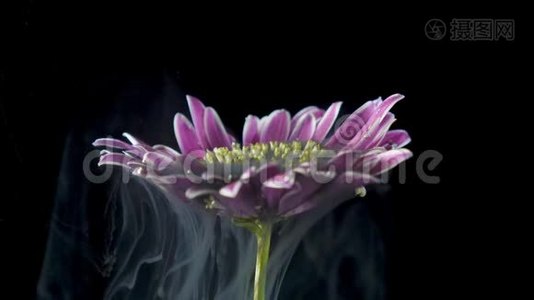 五颜六色的颜料墨水把一朵花注入水中视频