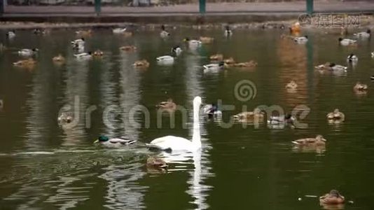 池塘上的野生水禽.视频