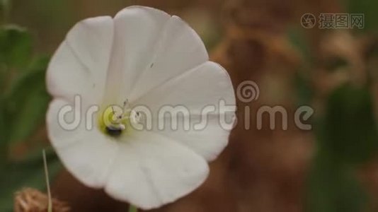 美丽的花朵。 特写镜头。 宏观的。视频