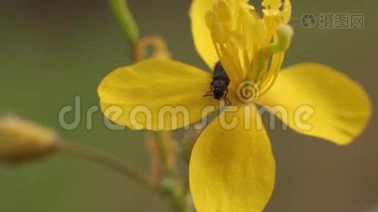 美丽的花朵。 特写镜头。 宏观的。视频