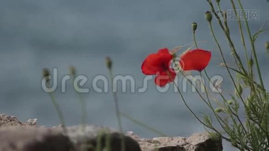 美丽的花朵。 特写镜头。 宏观的。视频