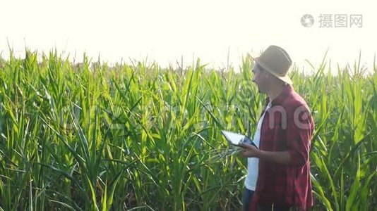 智慧农业概念。 男子慢动作视频农学家在玉米地里拿着平板电脑，正在研究视频