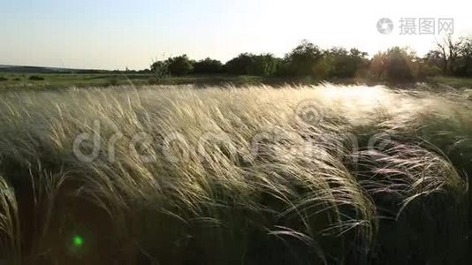 草或针草视频