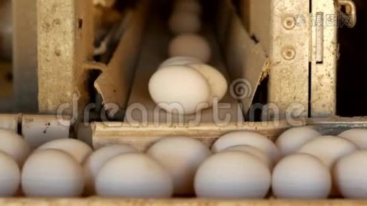 生产的鸡蛋、家禽、鸡蛋要经过传送带进一步分拣、特写、家禽视频