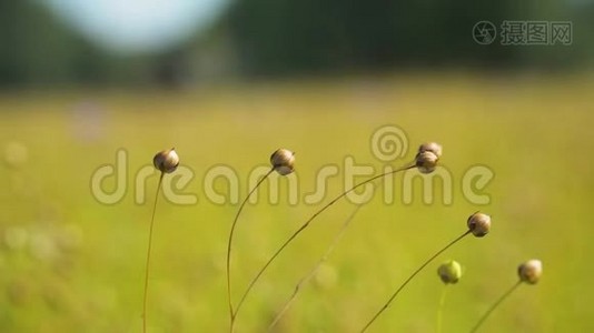 夏日山水，一场胡麻.视频