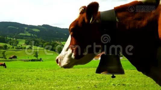 在瑞士Gruyeres区的高山草地上吃草的牛。视频