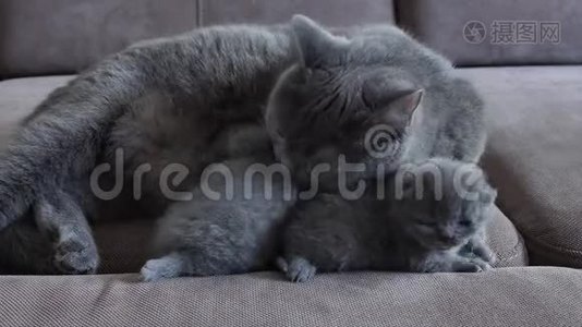 猫妈妈在沙发上喂可爱的小猫视频