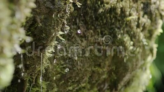 苔藓带球的泉水慢动作特写视频