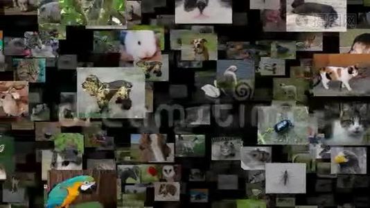 动物的图片流移动正确，无缝循环视频