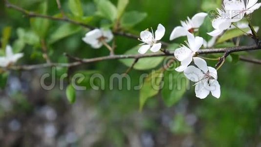 花树天樱花枝迎风盛开视频