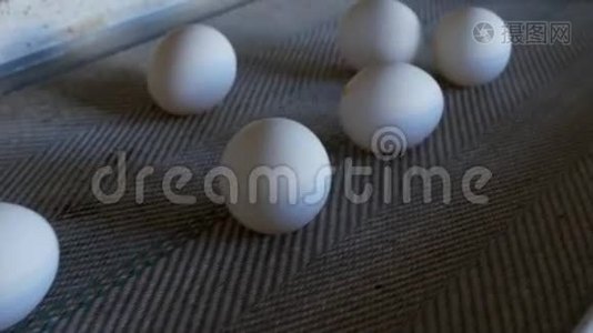 生产的鸡蛋、家禽、鸡蛋经过输送机进一步分拣、特写、养殖视频