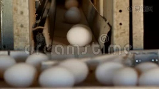生产的鸡蛋、家禽、鸡蛋经过输送机进一步分拣、特写、养殖视频