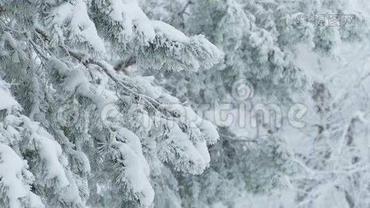 雪野林中的枞树，圣诞冬枝，雪视频