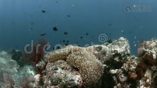 印度尼西亚丰富多彩的珊瑚礁4k视频
