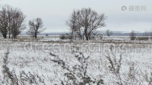 田野上长满了青草和积雪，俄罗斯远离了枯树，冬天的风景视频