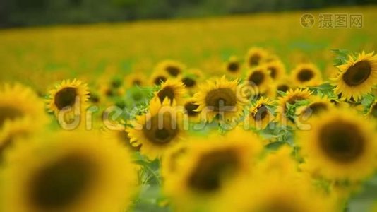 向日葵地-鲜艳的黄色花朵，美丽的夏季景观视频