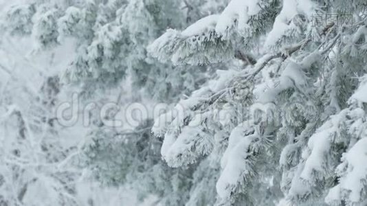 雪中的枞树、野林、圣诞树枝、冬雪视频