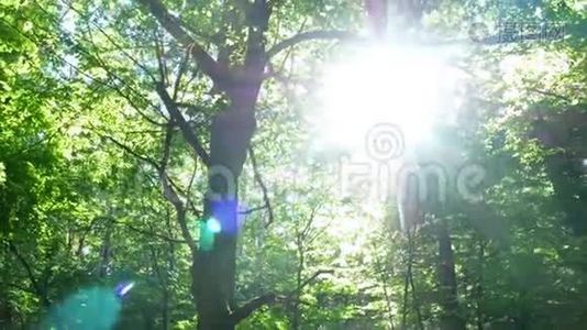 森林树木大自然太阳.视频