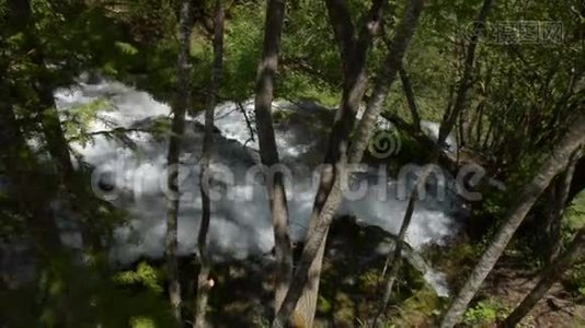 河流穿过森林视频