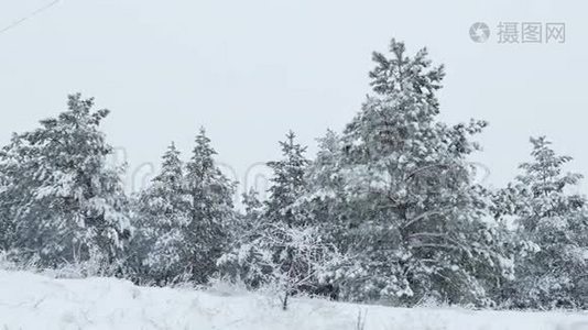 雪中的枞树，冬天的野林，下雪的圣诞节视频