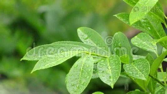 绿色植物叶子上的雨视频