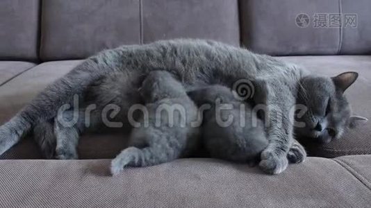 猫妈妈在沙发上喂可爱的小猫视频