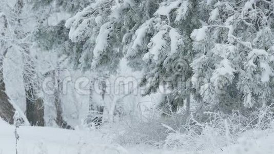 雪枝野林中的枞树圣诞节冬雪视频