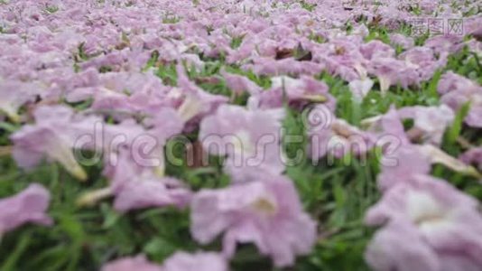 花园中的粉红色花朵模糊自然背景，复古风格的色彩色调，自然绿色模糊背景视频