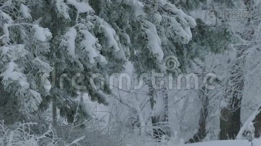 雪野林中的枞树枝，圣诞节的冬天的雪视频