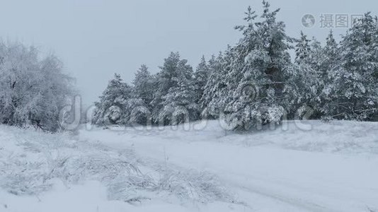 雪野林中的圣诞树冬天下雪视频