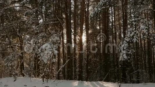 冬天森林里的太阳视频