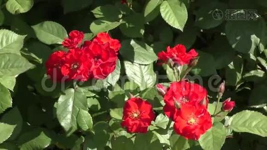 夏天的红玫瑰视频