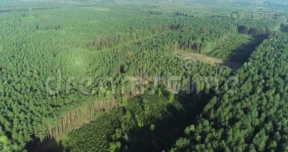 工业规模的毁林、空中伐木、使用特殊设备砍伐森林、砍伐森林视频