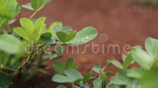 花生田种植园自然视频